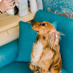 Pet Supplies - Cali Trend
