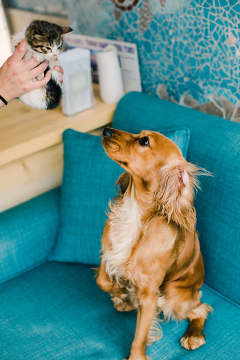 Brown dog looking up at a small kitten held in a person's hands