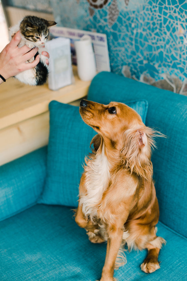 Brown dog looking up at a small kitten held in a person's hands